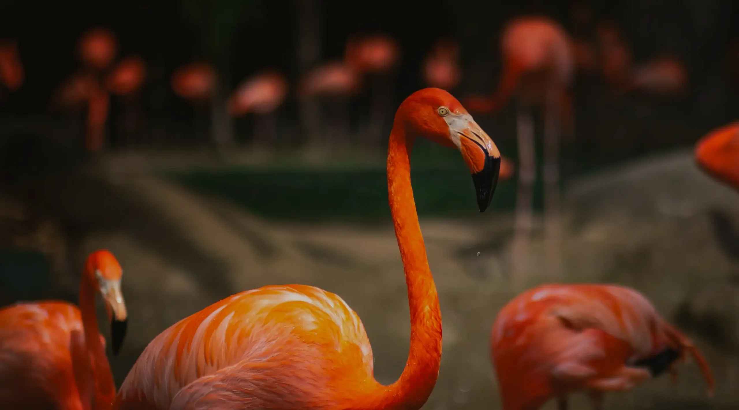 Lake Worth Flamingos